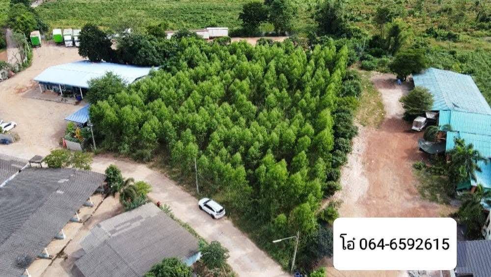 ขายที่ดิน นิคม304 ปราจีนบุรี หัวข้อ: ที่ดินสวยผืนใหญ่ พร้อมยูคาอายุ 4 ปี ราคาถูกที่สุด! พื้นที่ชุมชน ติดหมู่บ้านจัดสรร หอพัก หายากมาก