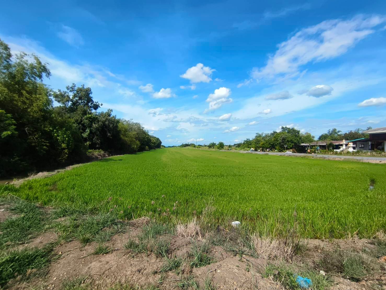 ขายที่ดินคลอง 12 ธัญบุรี