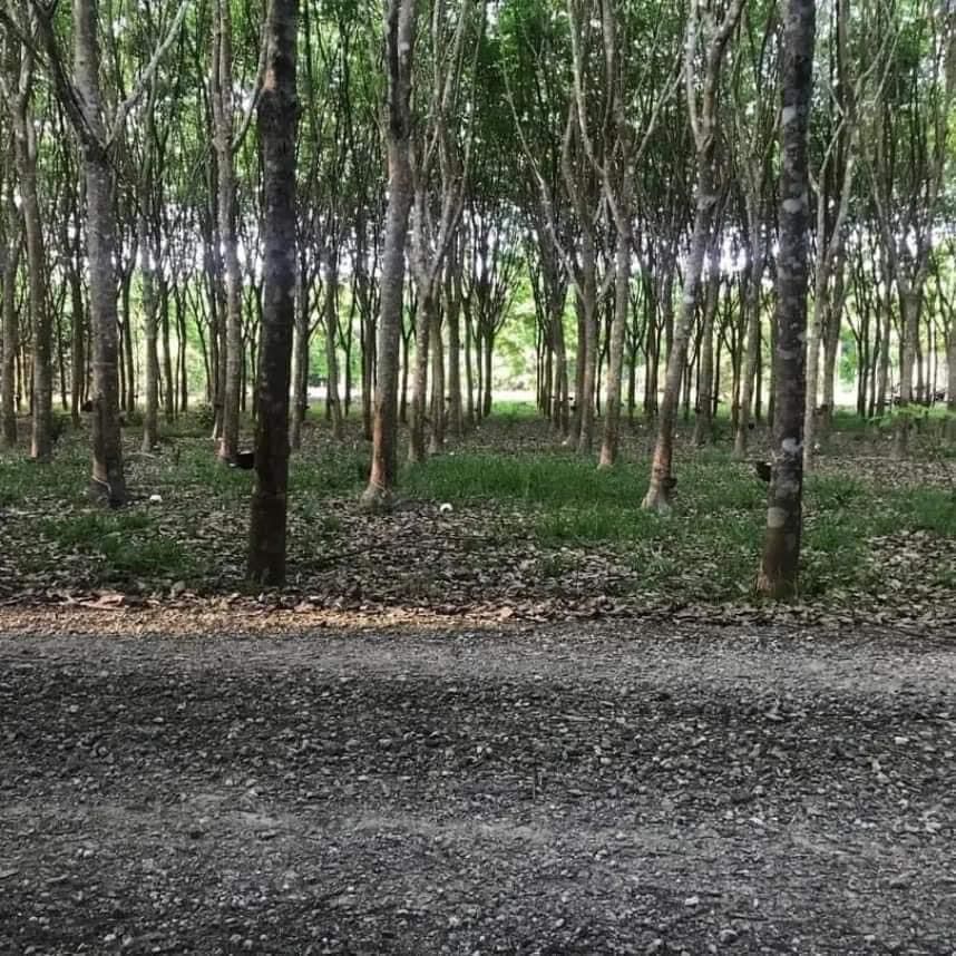 ที่ดินสวนยางพารา🌳 เป็นที่ราบ สวนอยู่ติดถนน 2 ด้าน อายุยางประมาณ 10 ปี ยางประมาณ 400 ต้น ยางตัดรอบละ 300 โล 