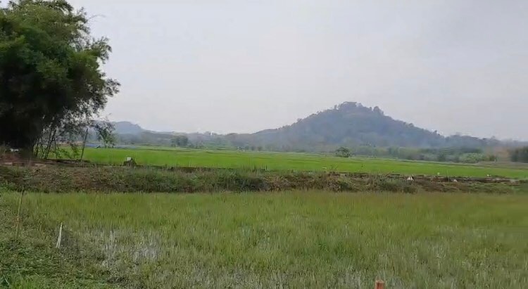 ที่ดินวิวธรรมชาติ ต.ท่าข้าวเปลือก อ.แม่จัน 10-0-0ไร่