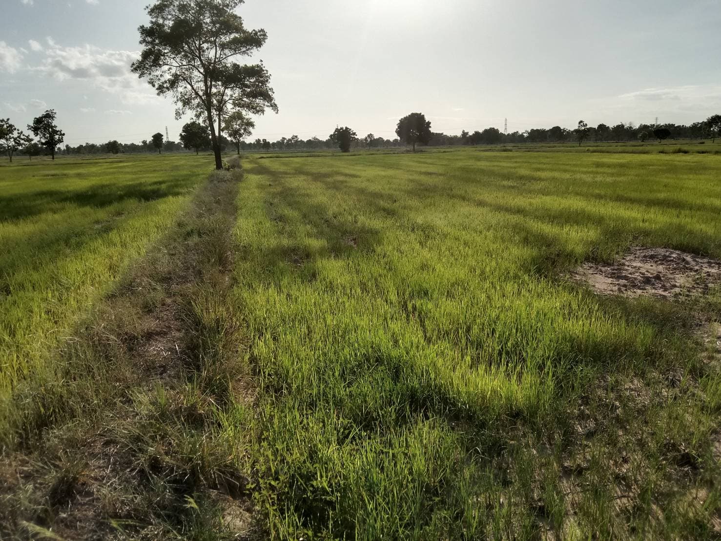 ขายที่ดินที่นาพิจิตร อ. ตะพานหิน 37-0-81