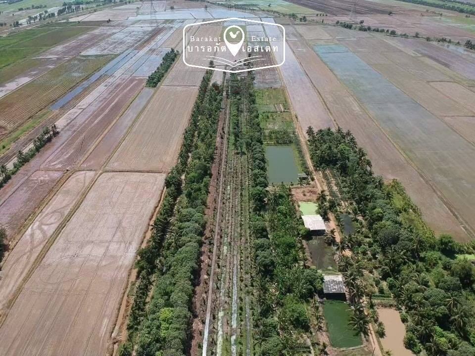 แปลงสวยสวนมะม่วงนับร้อยต้น ราคาถูก อำเภอบางน้ำเปรี้ยว จังหวัดฉะเชิงเทรา