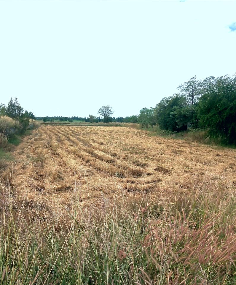 ที่ดินแปลงสวย​ บุรีรัมย์ 3-0-42