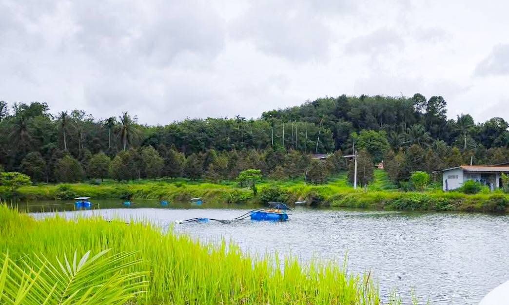 ขายสวนทุเรียน ได้รับผลผลิตแล้ว มีคนดูแลสวนพร้อมบ้านพัก