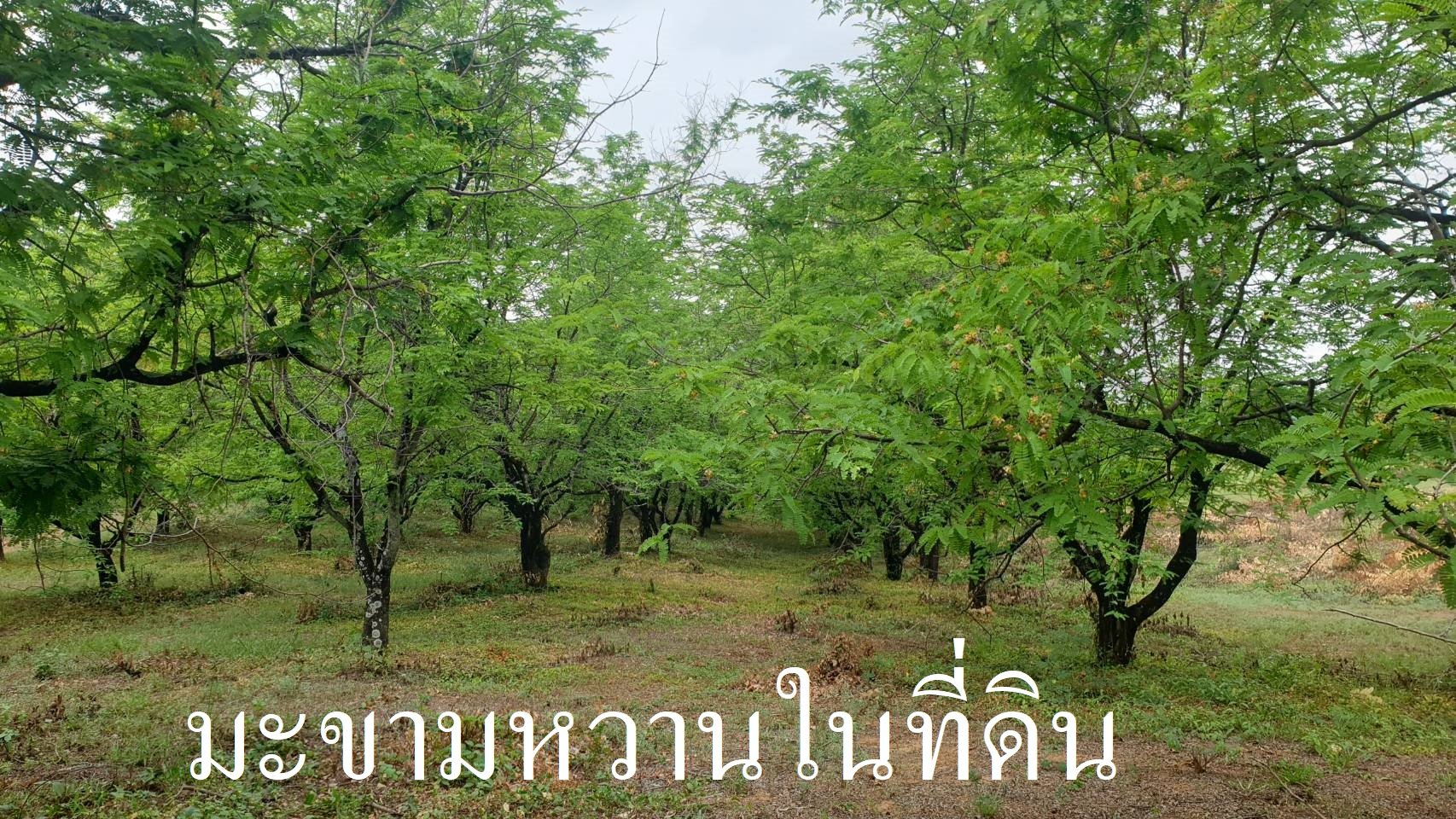 ที่ดินเปล่า เมืองเพชรบูรณ์ 7-0-58 ไร่