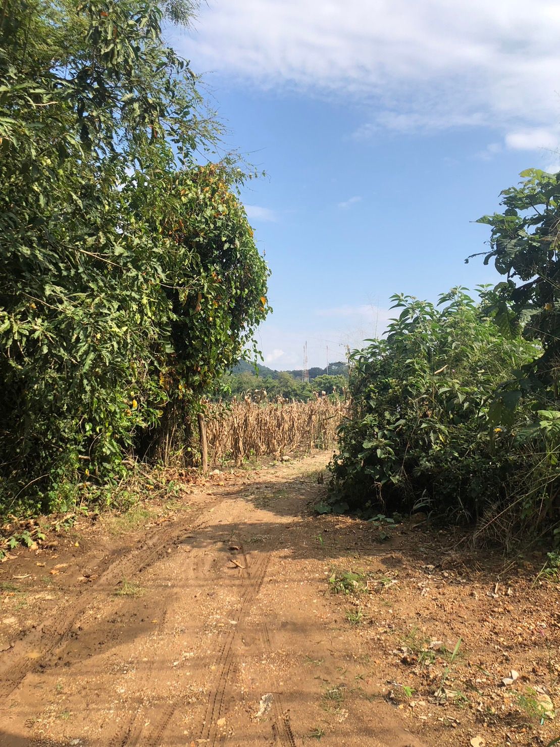 ขายที่ดินเชียงราย ที่ดินแปลงใหญ่ แม่สรวย 140-0-0