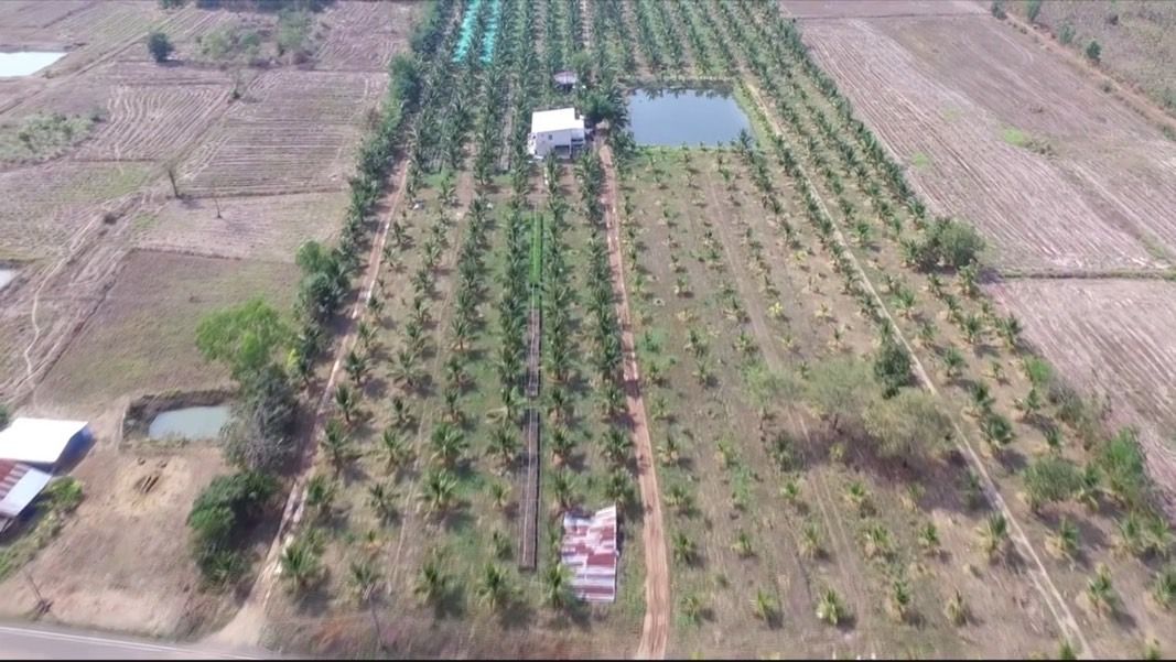 ขายที่ดินยกแปลงรวม 16 แปลงพร้อมสวนมะพร้าวและส้มโอ แถมบ้านอีก 1 หลัง