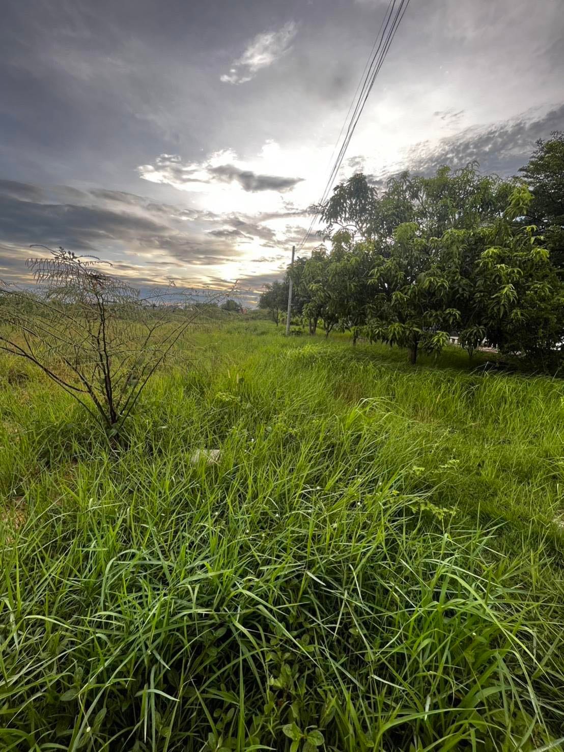 ขายที่ดินเปล่าจังหวัดพิษณุโลก ถมที่แล้ว