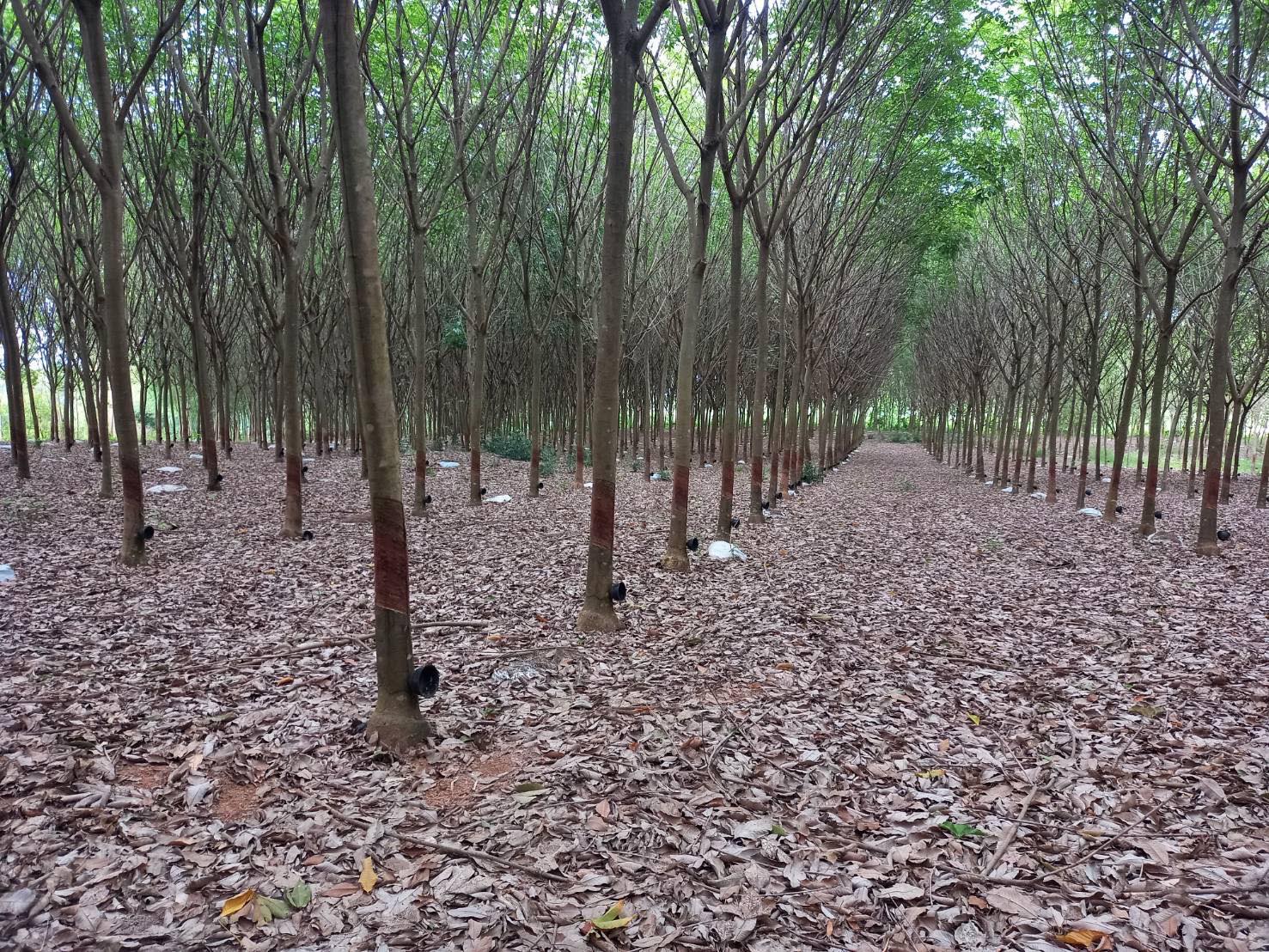 ขายที่ดินเปล่าปราจีนบุรี จ.ปราจีนบุรี อ.นาดี 50-2-81 ไร่
