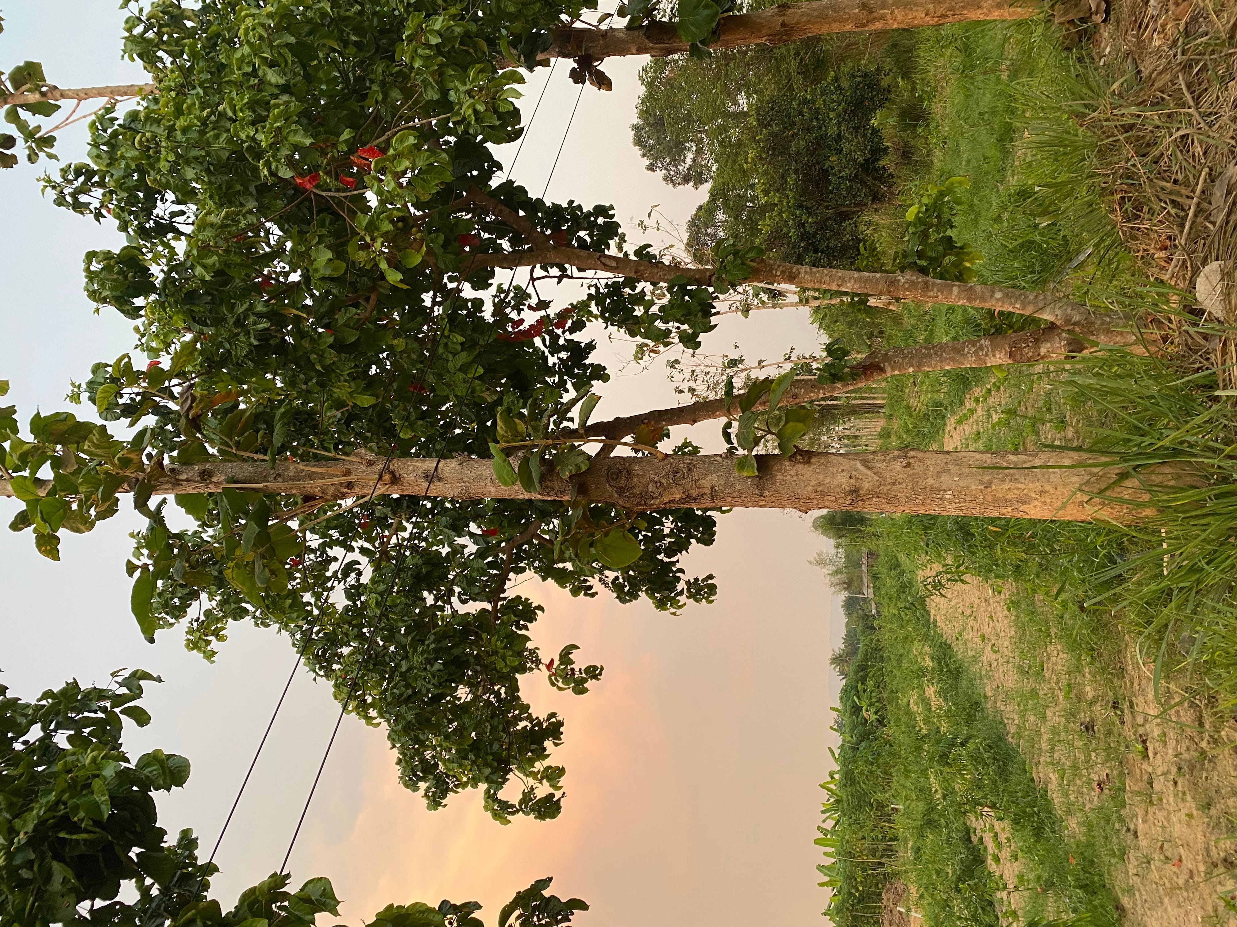 ขาย