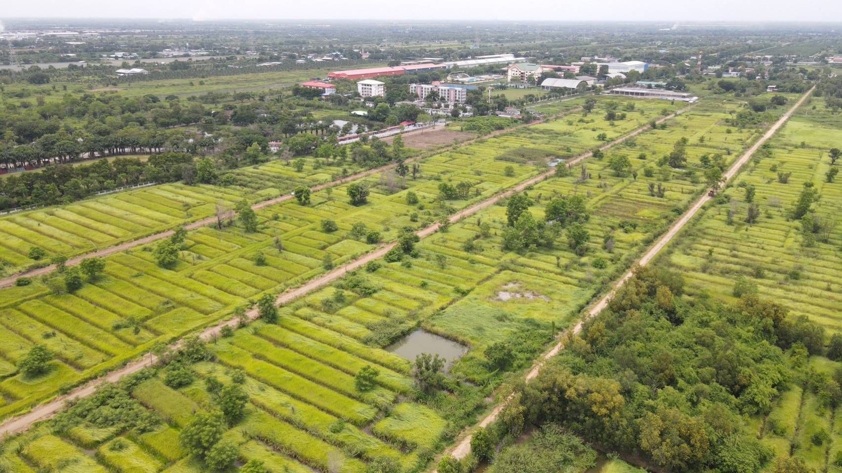 ขายที่ดินปทุมธานี แปลงสวยมาก เหมาะปลูกบ้าน ลงได้ ธัญบุรี ปทุมฯ 1-0-0