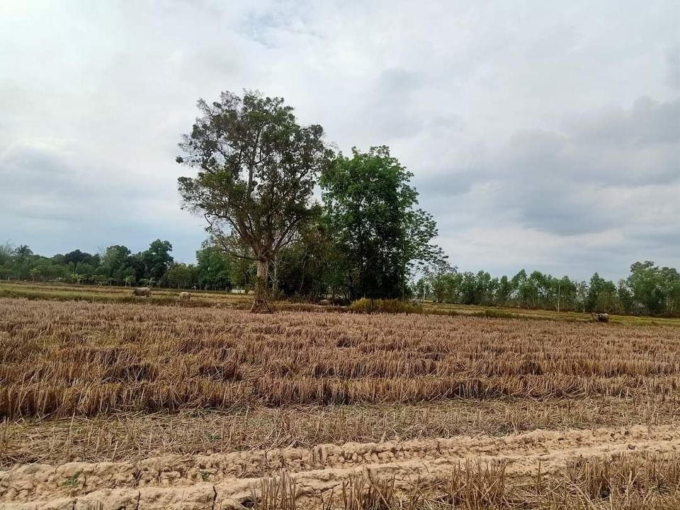 ที่ดิน ตำบลโนนสูง อำเภอเมือง จังหวัดอุดรธานี  18 ไร่