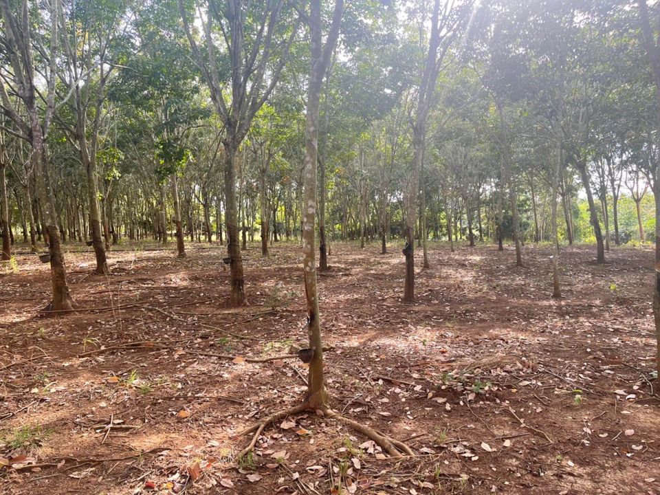 ขายที่ดิน จันทบุรี 43 ไร่