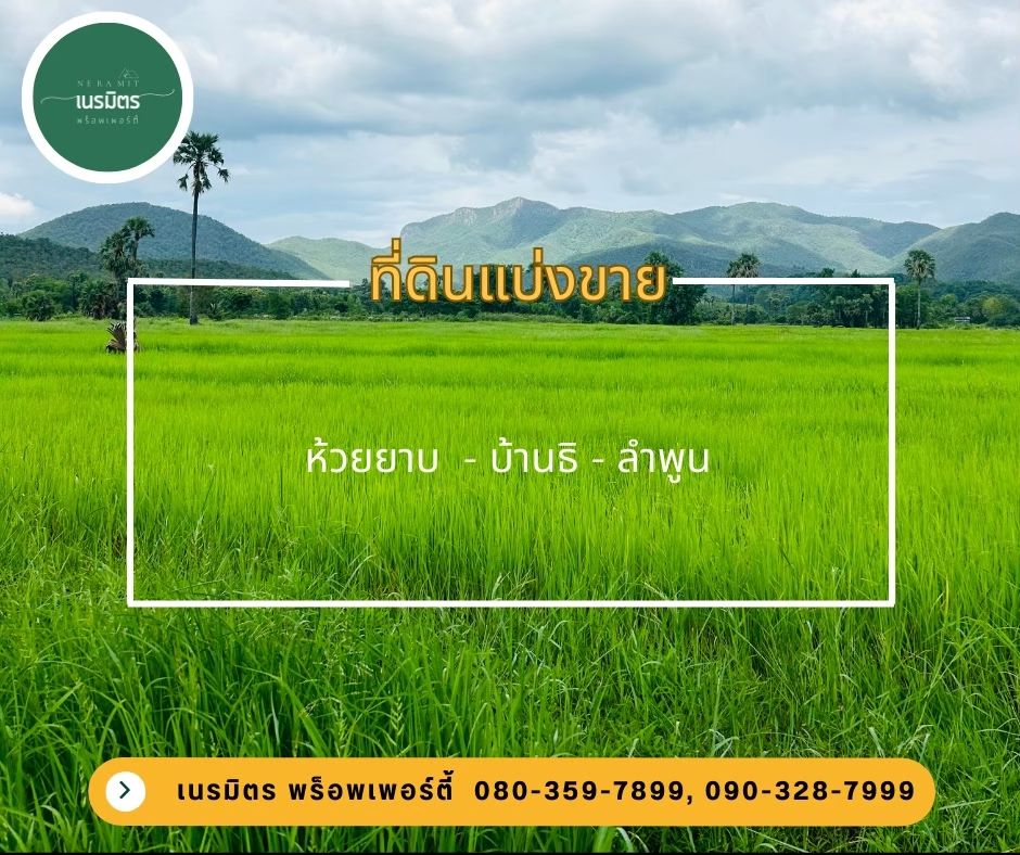 ขายที่ดินลำพูน ที่ดินแบ่งขาย วิวหลักล้าน ราคาสบายกระเป๋า บ้านธิ ลำพูน 0-0-73