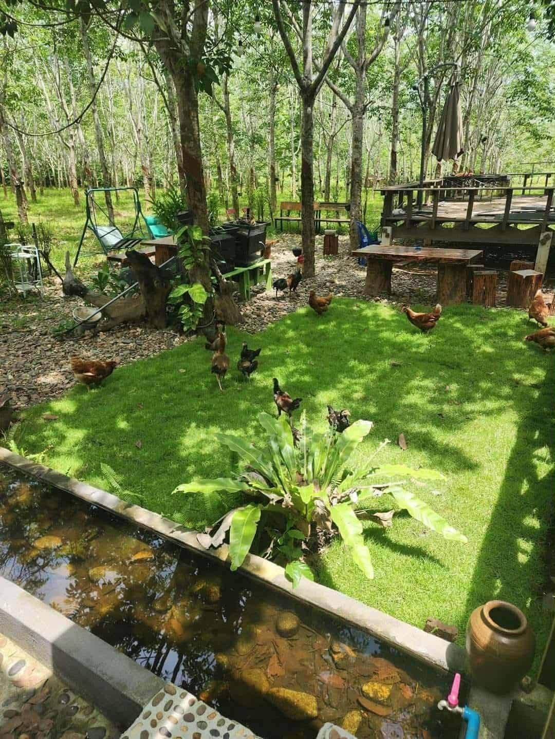 ขายที่ดิน พร้อมสวนยางพารา/บ้านพัก ใน เชียงคาน , เชียงคาน , เลย