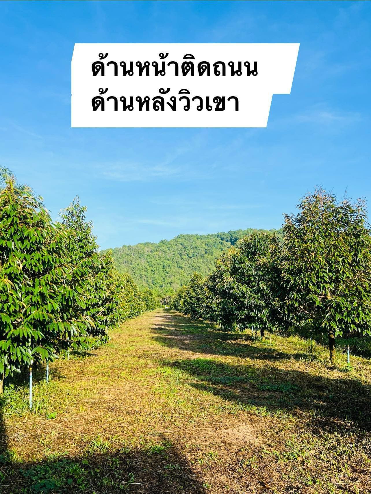 ขายบ้านพร้อมที่ดินปลูกทุเรียนหมอนทอง อายุ 2 ปี 6 เดือน ทุเรียน 180 ต้น