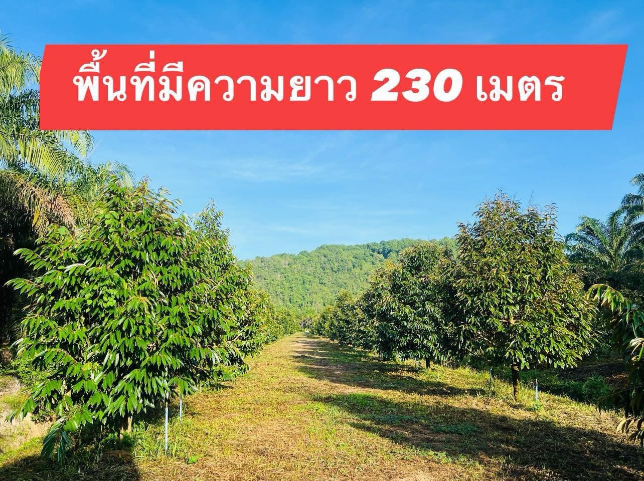 ขายบ้านพร้อมที่ดินปลูกทุเรียนหมอนทอง อายุ 2 ปี 6 เดือน ทุเรียน 180 ต้น