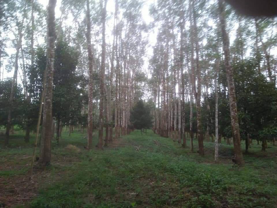 ที่ดินพร้อมสวนมีบ้านพัก กระบี่ 5-1-39.4