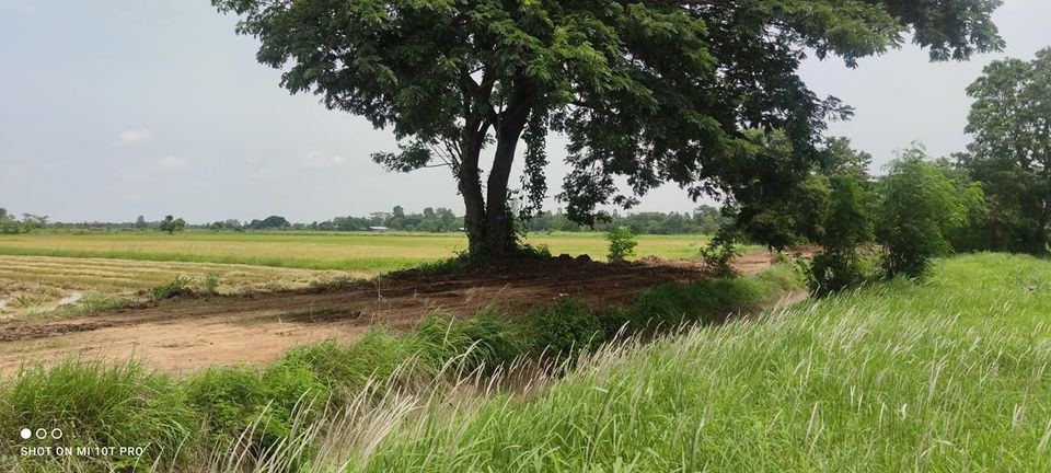 ที่นาสวยมาก 2ไร่ ขอนแก่น 