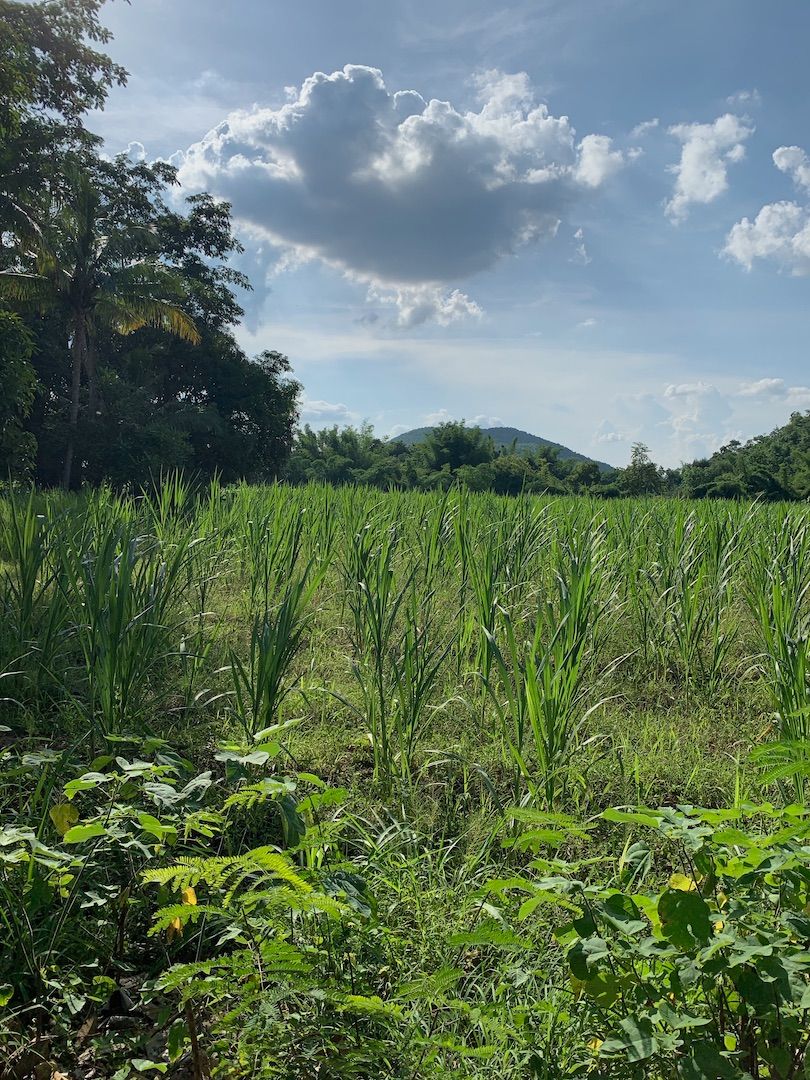 ขายที่ดินแปลงสวย เหมาะทำเกษตร โคกหนองนา ใกล้เขา ใกล้นำ้ 