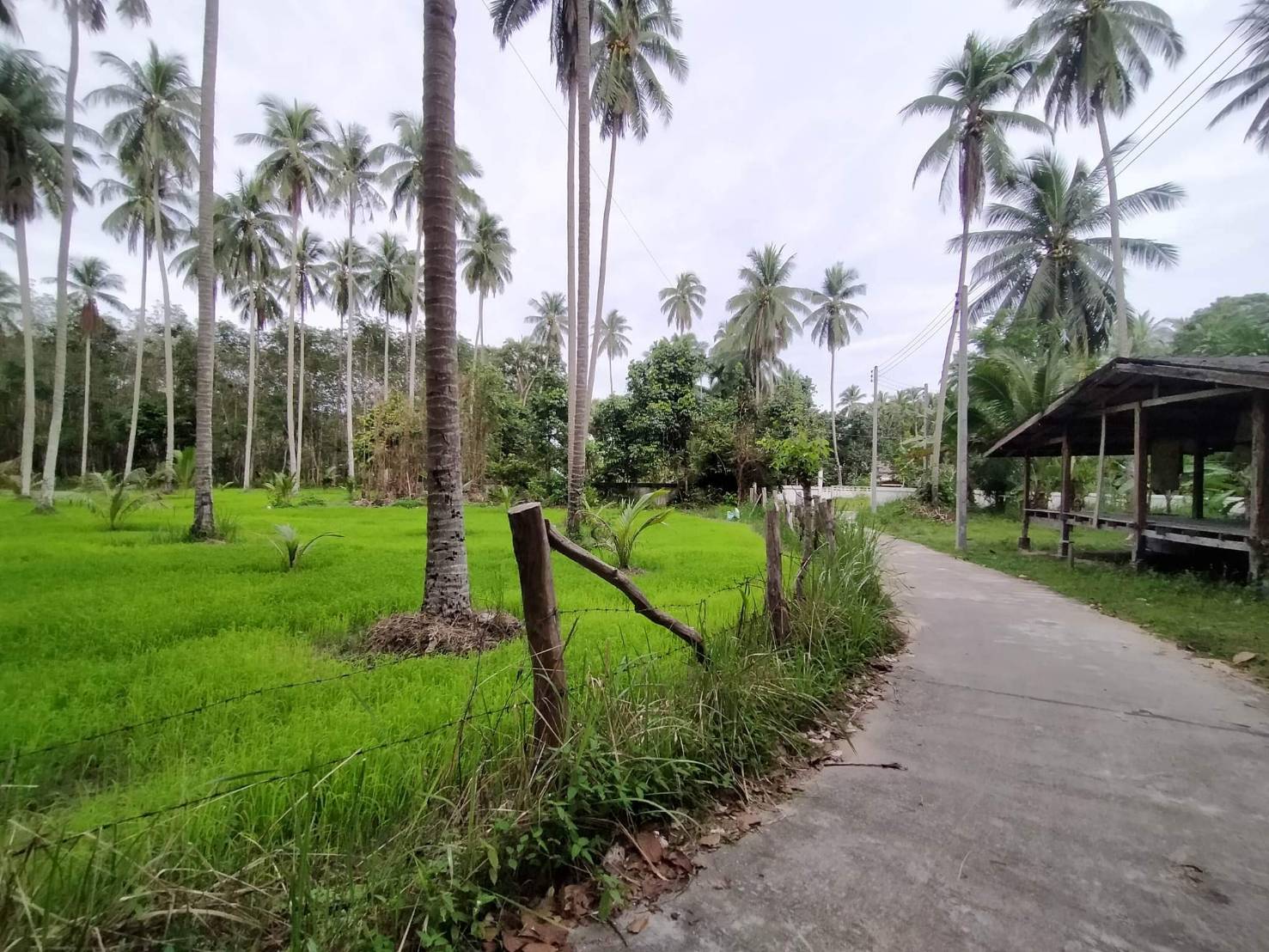 ที่ดินการเกษตรนราธิวาส จ.นราธิวาส อ.บาเจาะ 7-1-91 ไร่