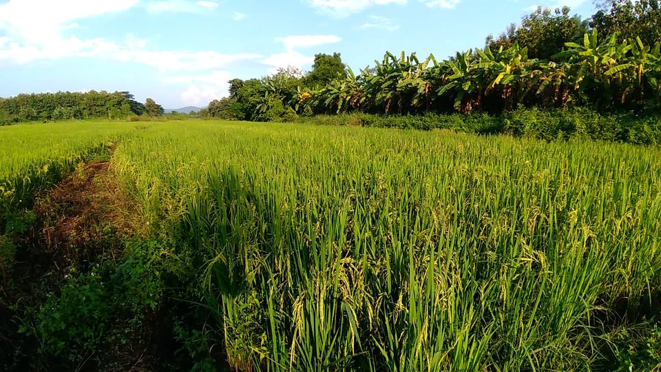 ขายที่ดิน ลำปาง 8-3-29 ไร่