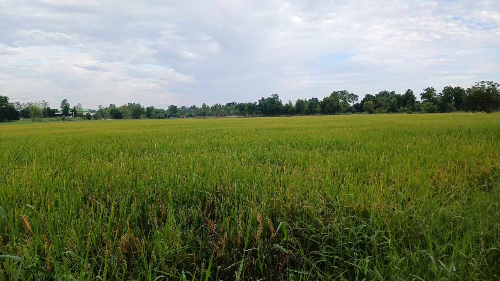 ขายที่ดินอุทัยธานี อำเภอทัพทัน ที่แปลงสวยน่าลงทุน