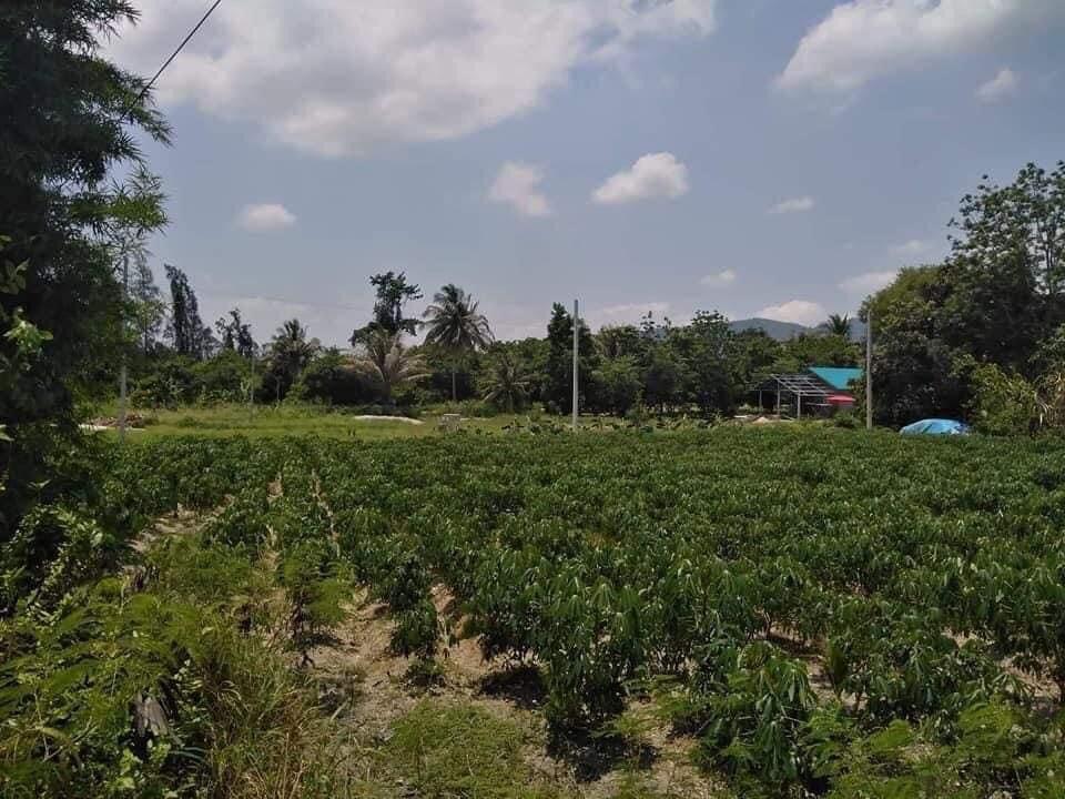 ขายที่ดิน บ้านบึง ชลบุรี 2 งาน