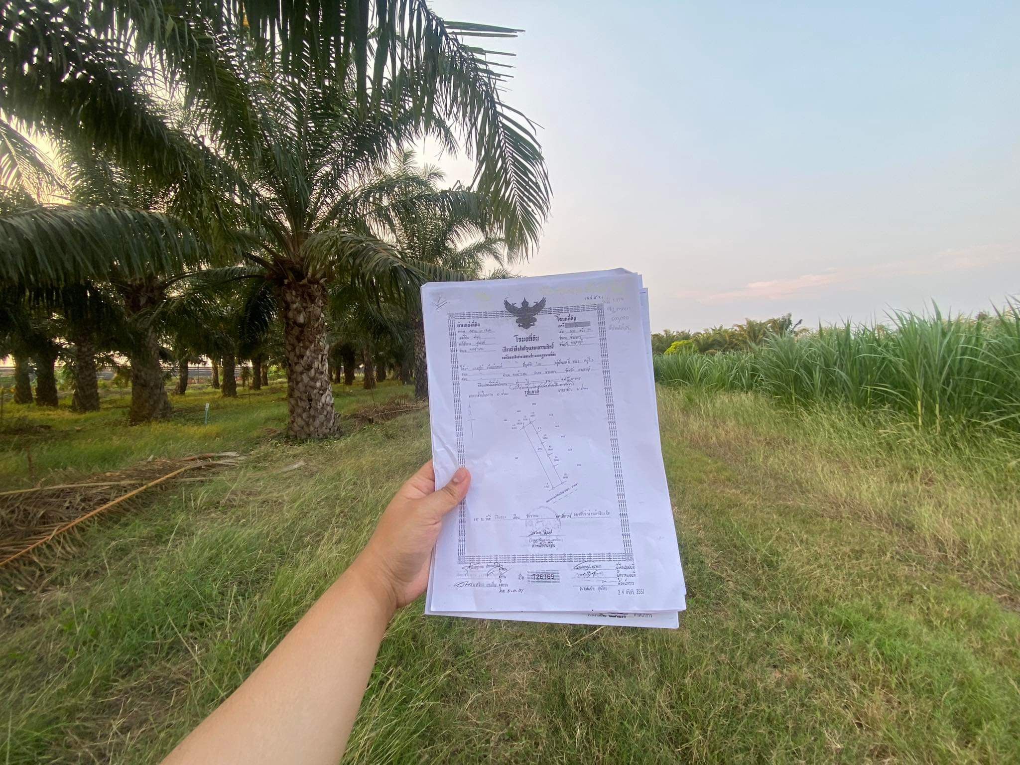 ขายที่ดิน พร้อมสวนปาล์ม ท่ามะกา กาญจนบุรี