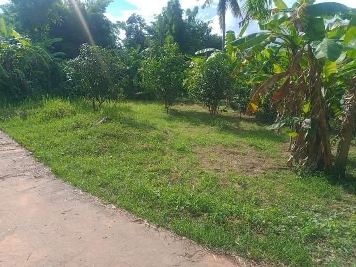 ขายด่วน ที่พร้อมปลูกบ้านในชุมชนบ้านพลัง องเมืองชัยภูมิ