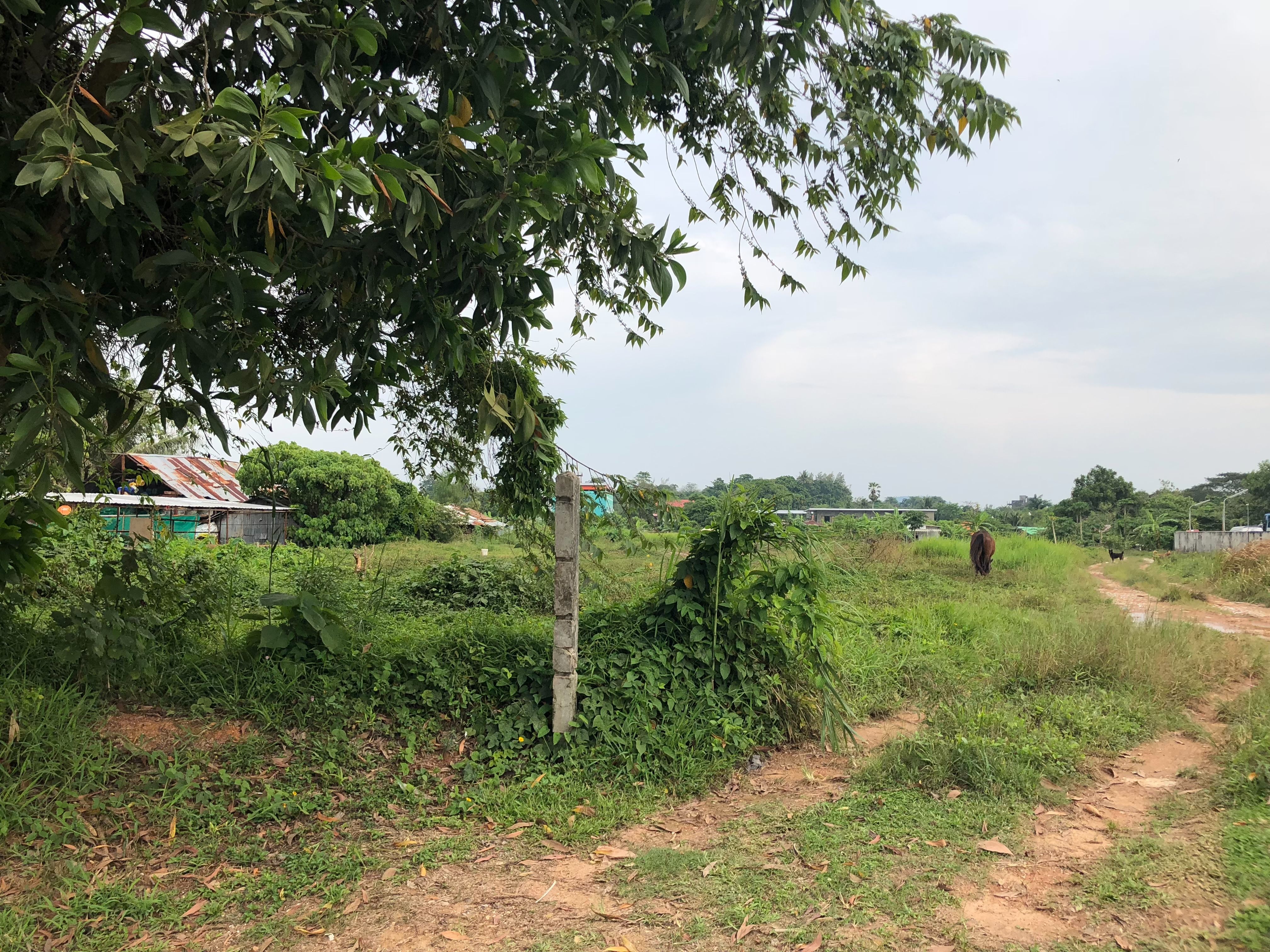 ขายที่ดินเปล่า ซอยเจ้าฟ้า 48  อำเภอเมือง จังหวัดภูเก็ต