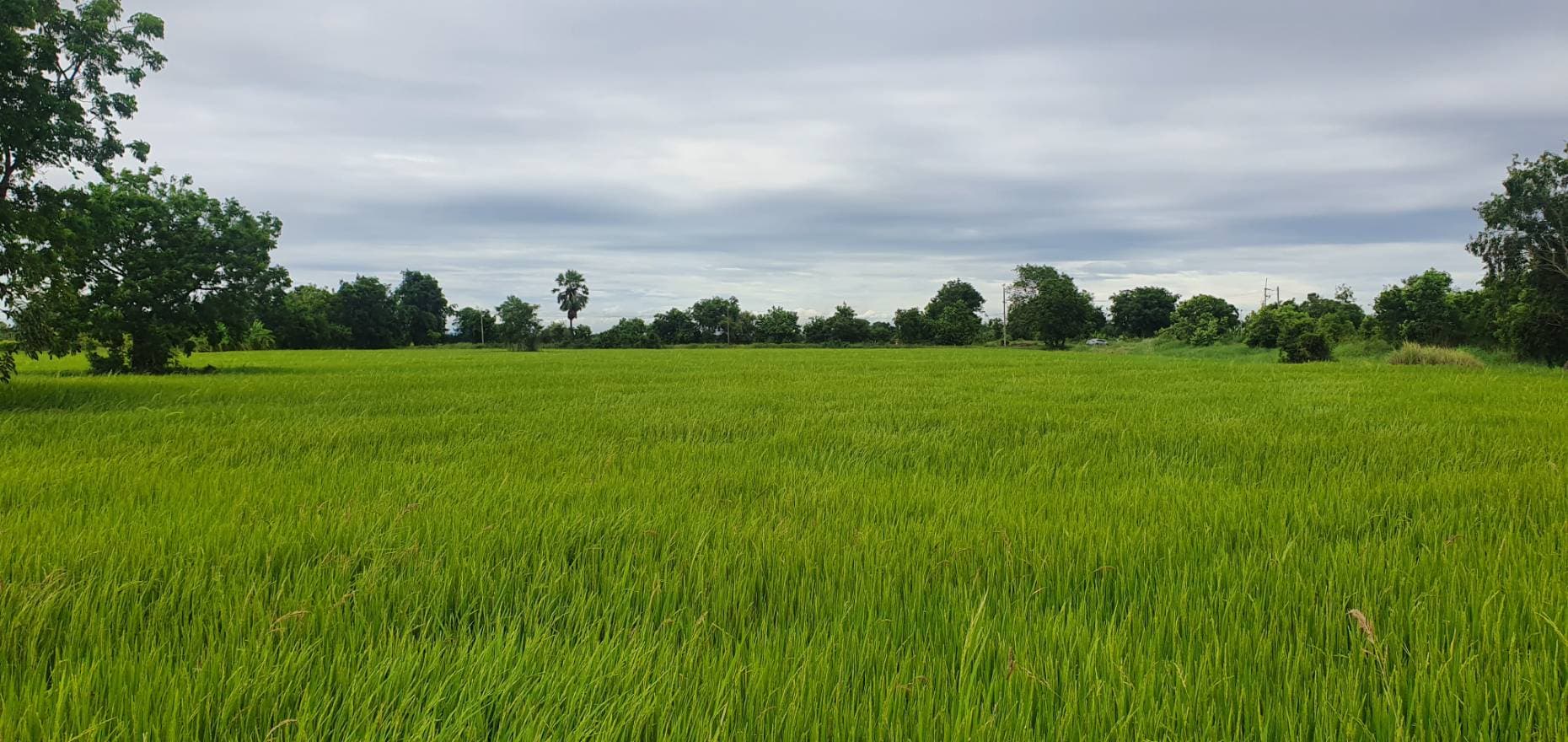 ขายที่ดินสระบุรี หนองแค 7-2-50