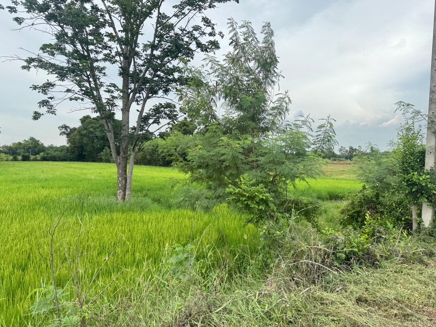 ขายที่ดินสุพรรณบุรี สามชุก ที่นา ติดทางสาธารณะ เดินทางสะดวก สาธารณูปโภคเข้าถึง 3-0-31 ไร่.