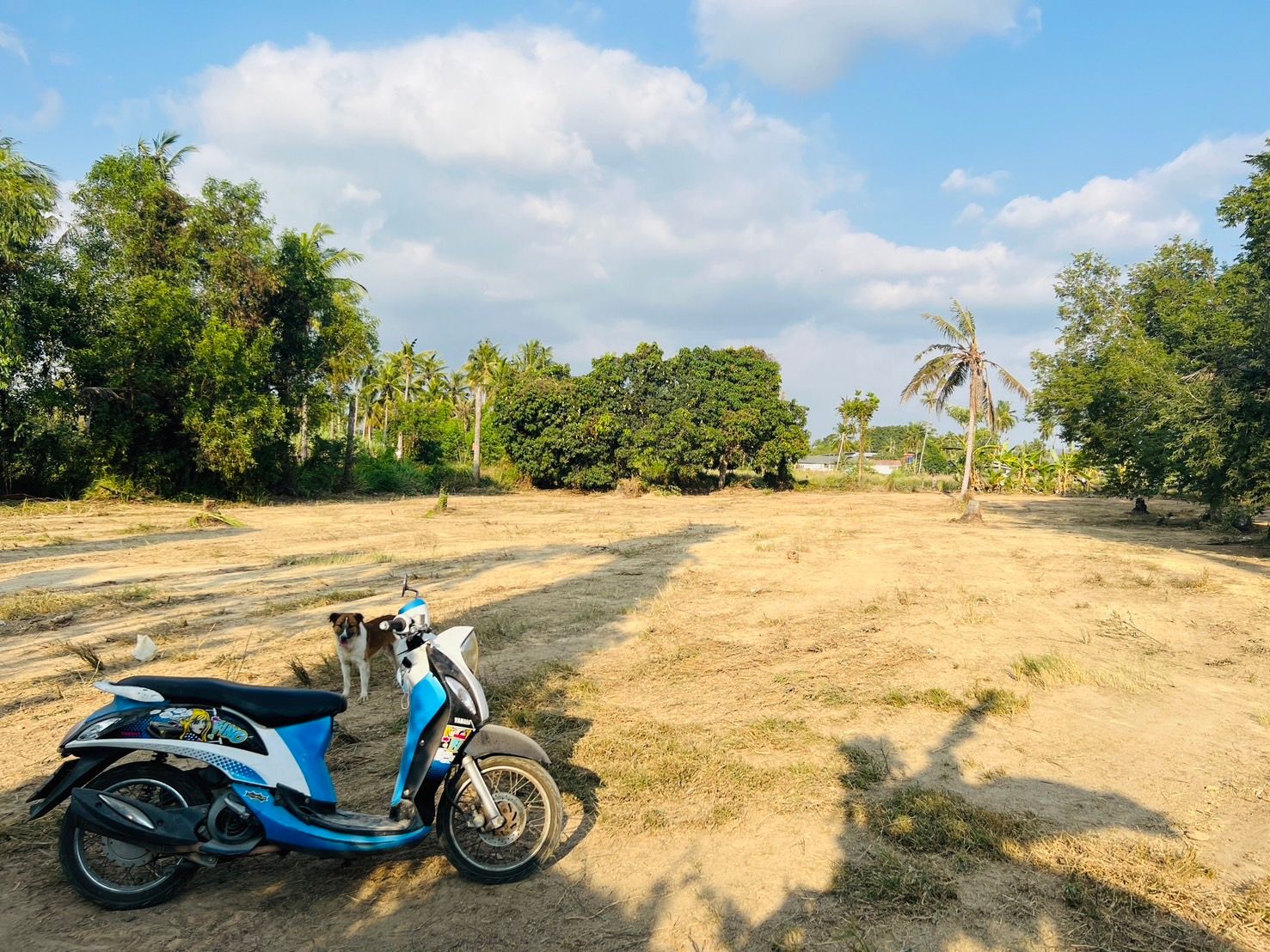 ขายที่ดิน ชลบุรี บางละมุง 1 ไร่