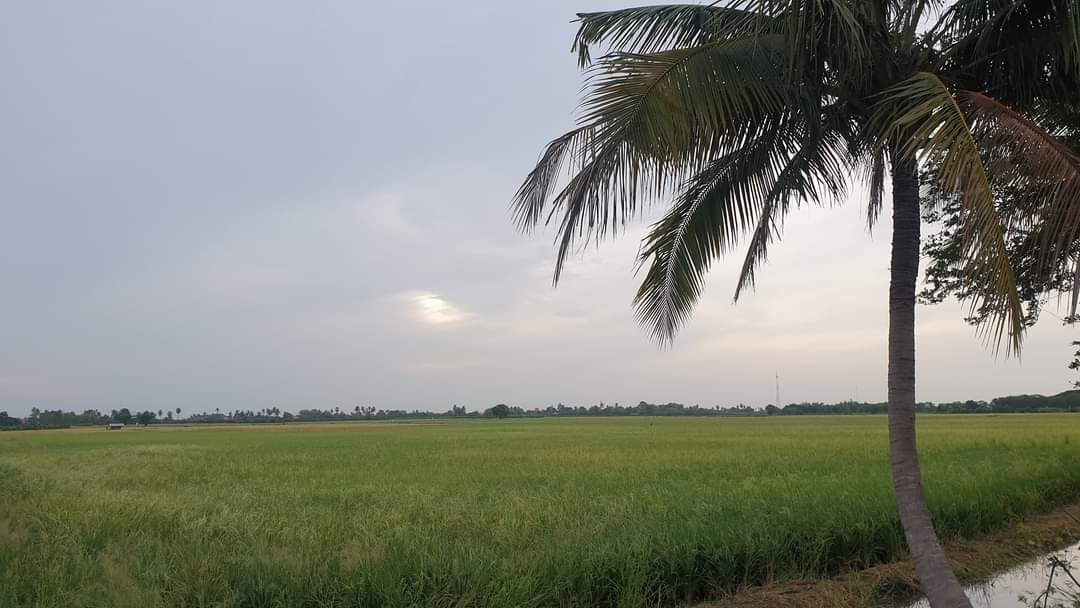 ขายที่นา