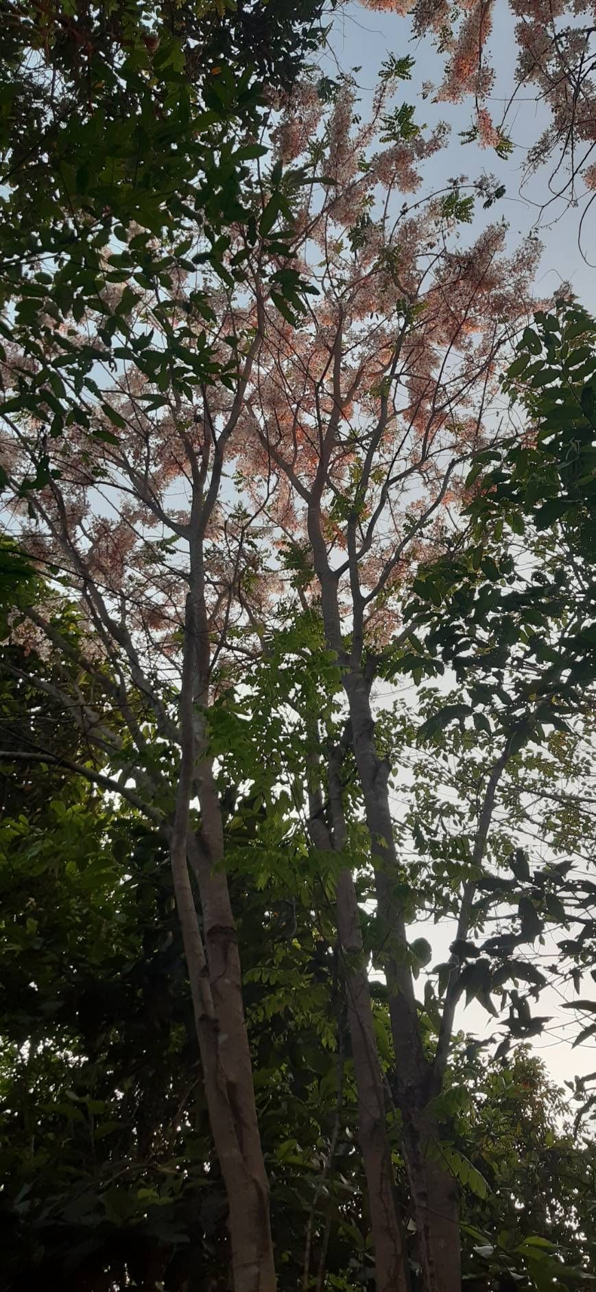 ขายบ้านสวนป่าติดน้ำเลย(เจ้าของขายเอง)