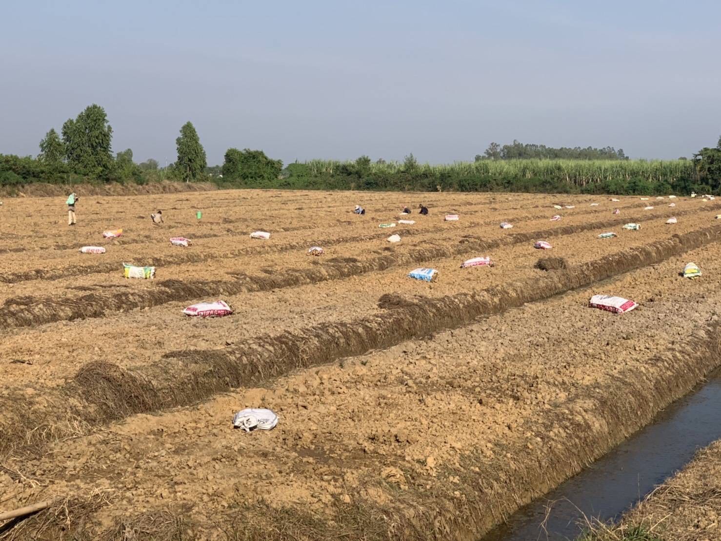 ที่ดินสวนข่า สุพรรณบุรี 9-2-48