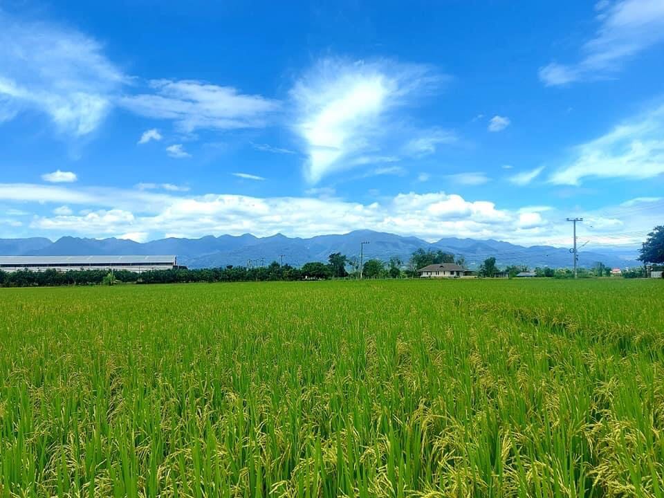 ที่ดินแปลงสวย ใกล้แหล่งชุมชนเห็นวิวดอยอ่างขาง  อ.ฝาง จ.เชียงใหม่ 3-3-52 ตร.ว.