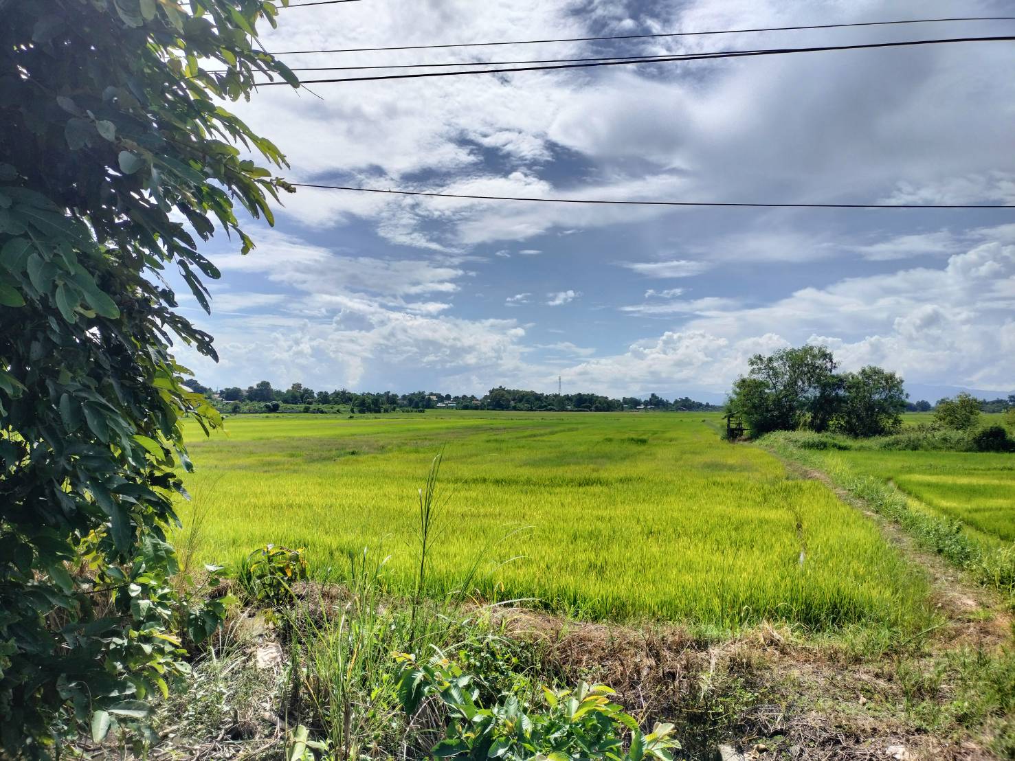 ขายที่ดิน อ.เวียงชัย จ.เชียงราย 5-2-47