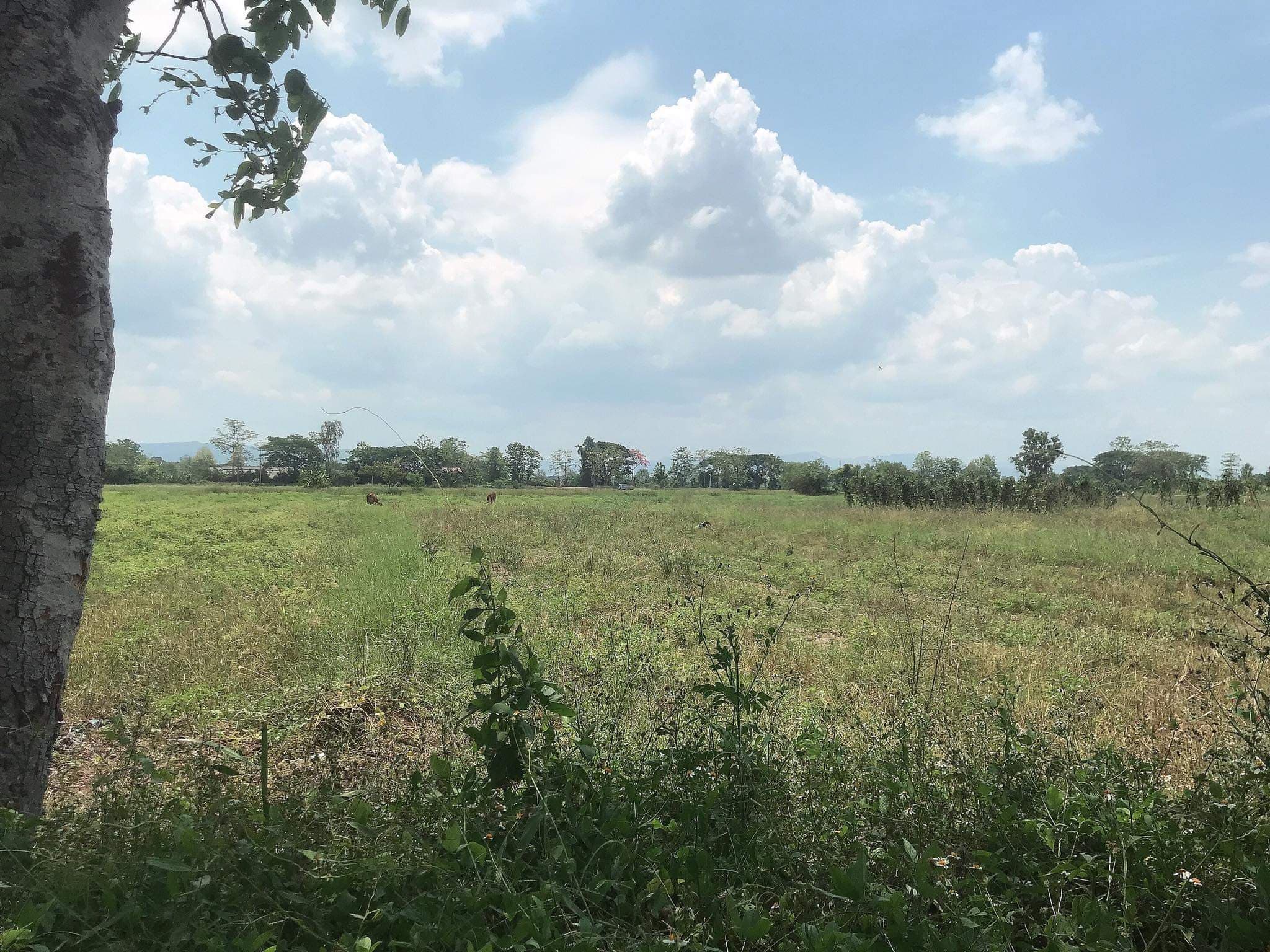 ขายที่ดินเชียงใหม่ ดอยสะเก็ด 5-0-19.4