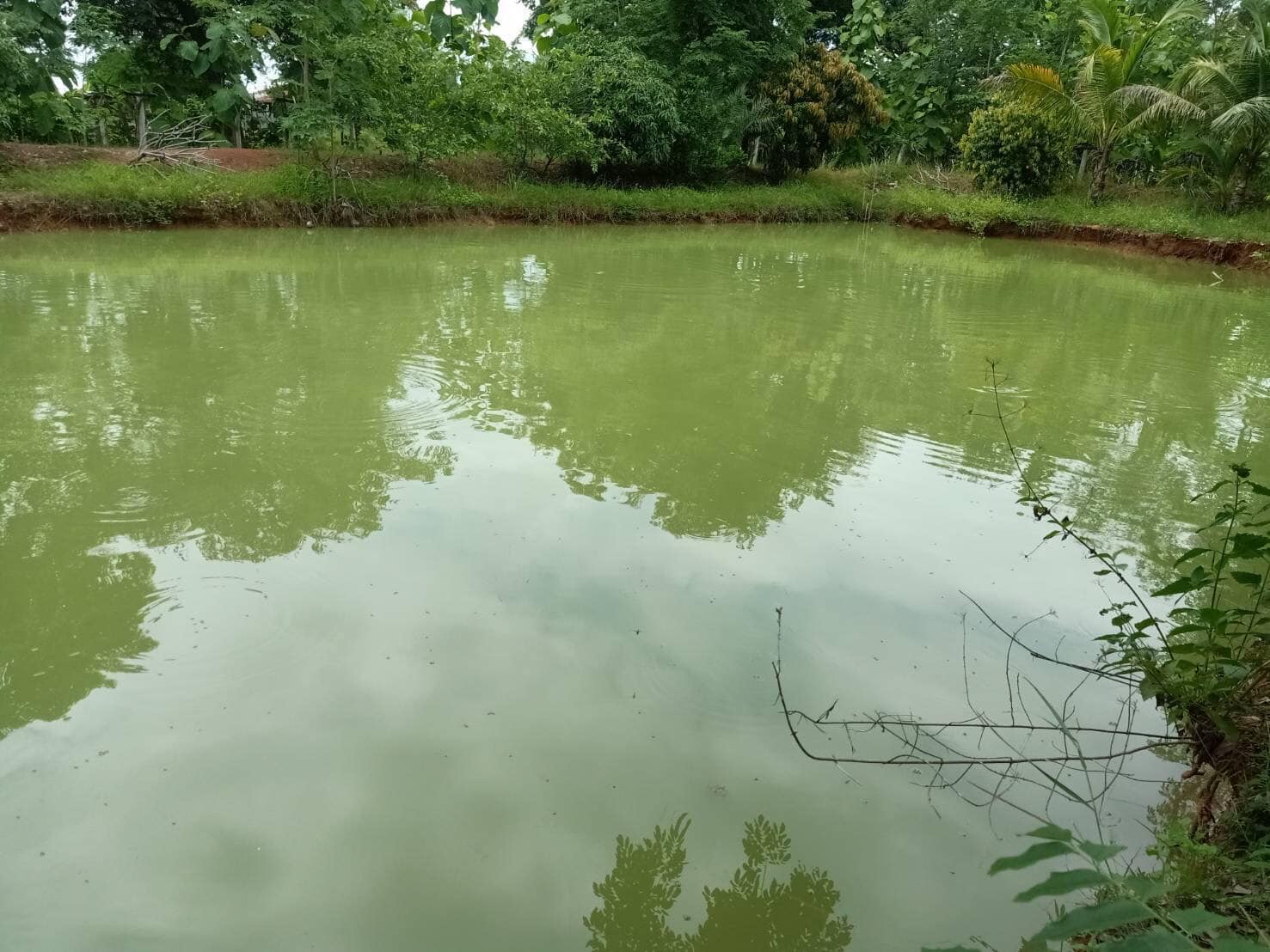 รีสอร์ท พร้อมที่ดิน 15 ไร่เศษ เพชรบูรณ์ 
