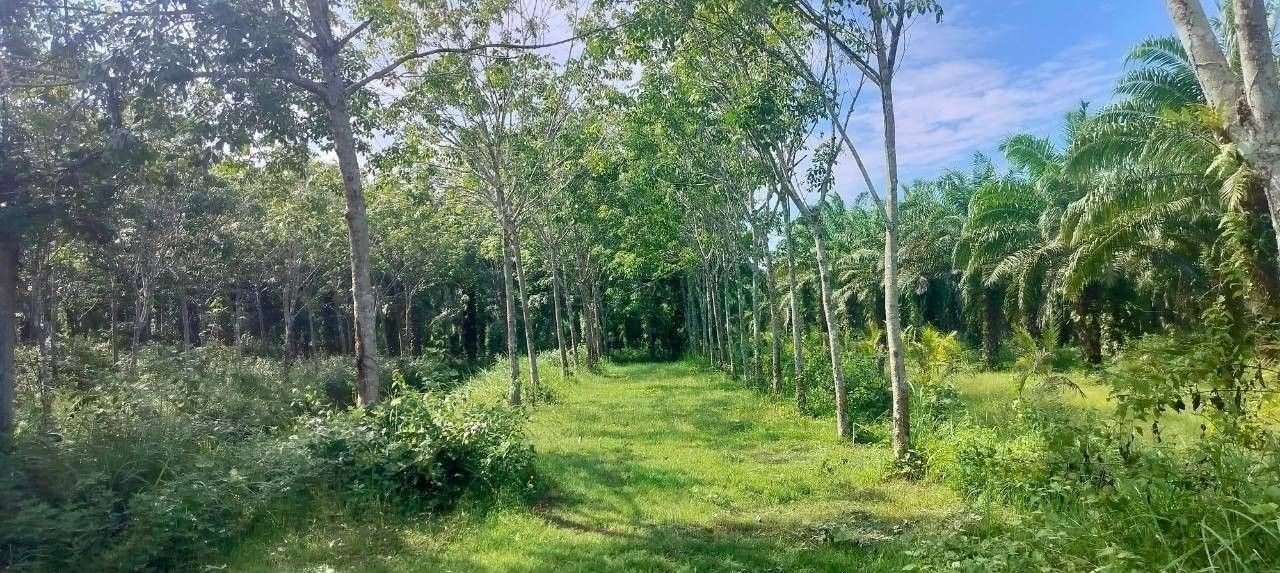 ขายที่ดิน จำนวนมาก
