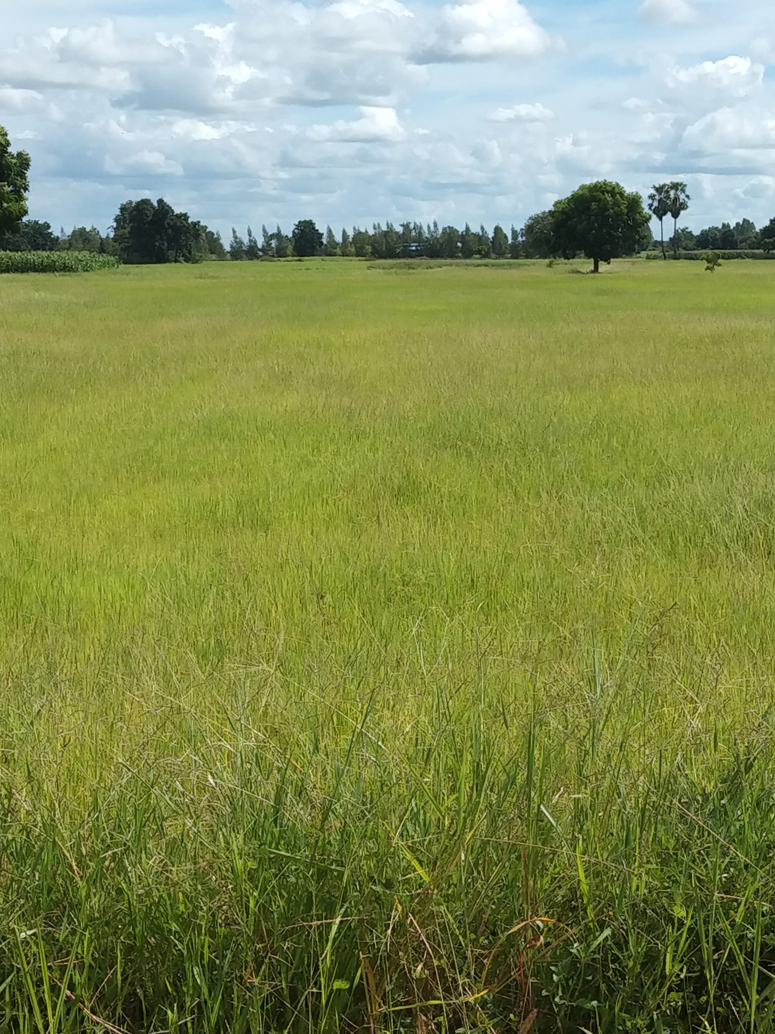 ขายที่ดิน สุพรรณบุรี 10 ไร่