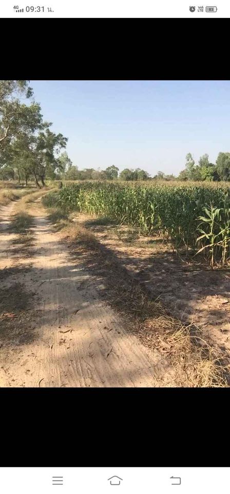 ที่นาติดลำรางน้ำ ติดถนนสาธารณะ วาริน อุบลราชธานี 9-0-9.2