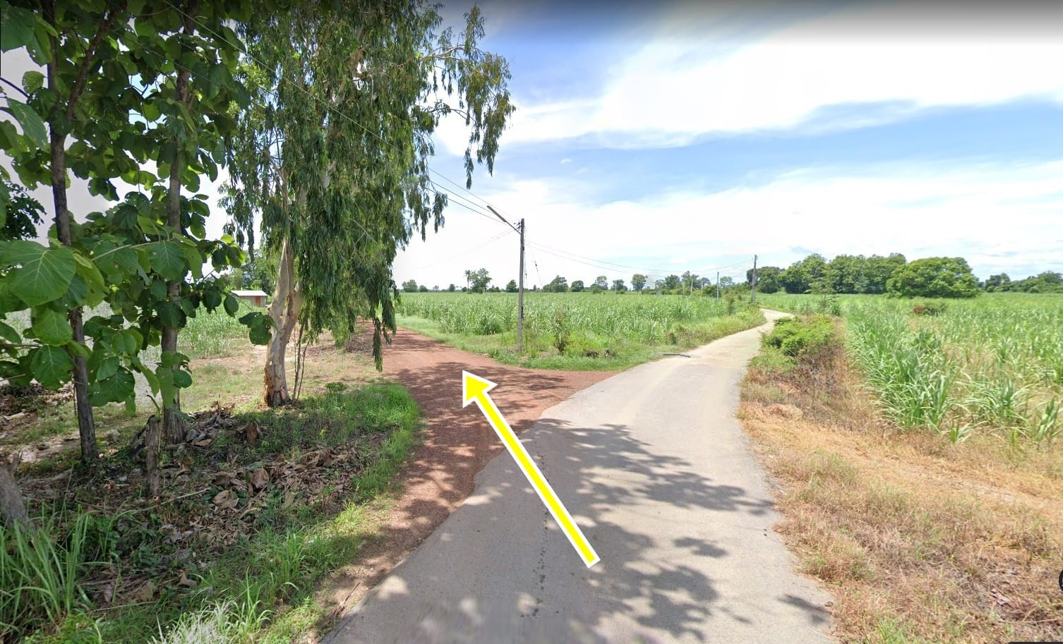 ขายที่ดิน ไร่อ้อย บางระกำ(น้ำไม่ท่วม)