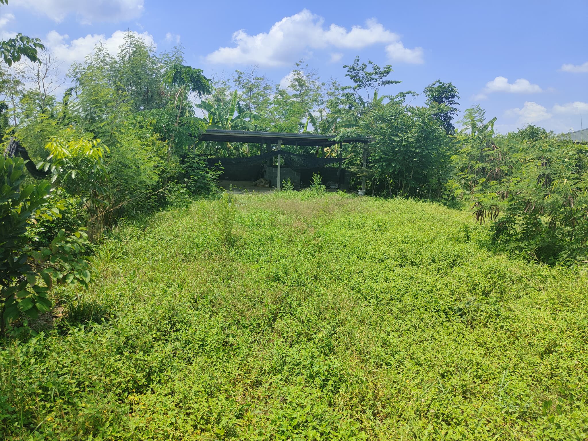 ขายที่ดินพร้อมสิ่งปลูกสร้าง ด้านในมีบ่อน้ำขนาดเล็ก 200 ตร.ว. อ.ลำลูกกา จ.ปทุมธานี