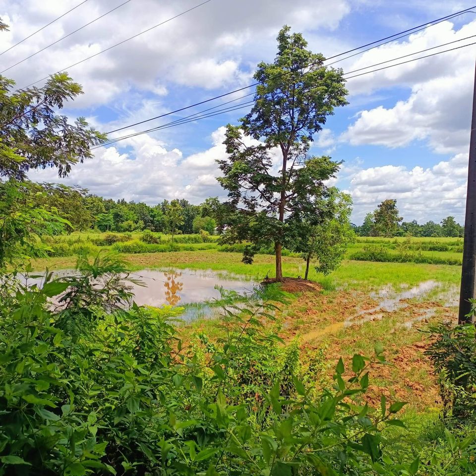ขายที่ดิน ต.บ้านชัย อ.บ้านดุง จ.อุดรธานี 53-2-22 ไร่