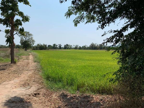 ที่ดินทุ่งนา นครสวรรค์ 21 ไร่เศษ 