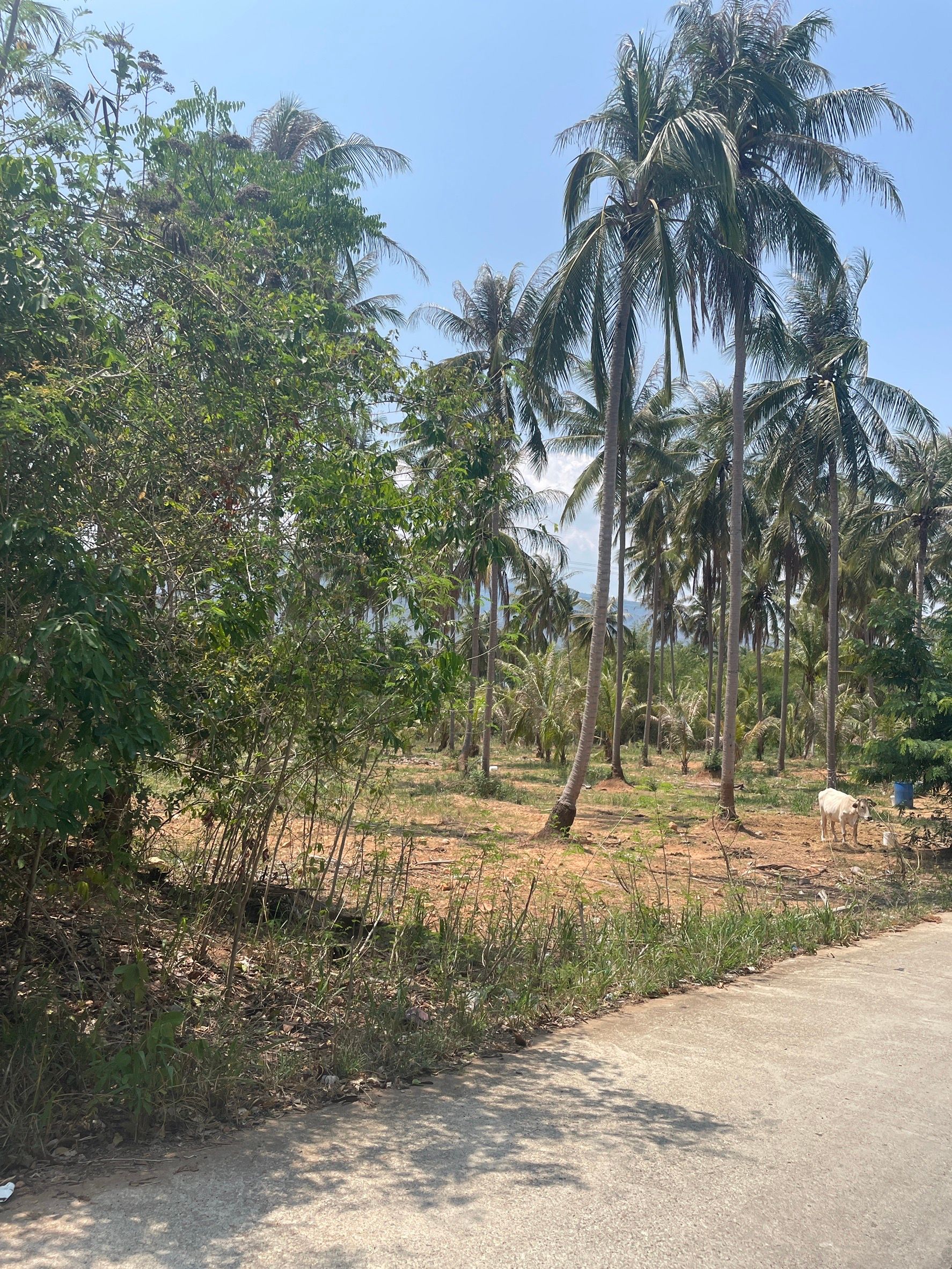 ที่ดิน 5 ไร่