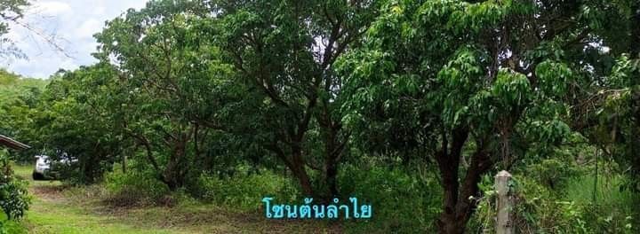 ขายที่ดินลำพูน สวนผสมบ้านโฮ่งพร้อมบ้านไม้สองชั้น มีต้นสัก100กว่าต้น ลำไย 